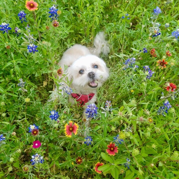 Shop my closet so my dogs can have better lives ☺️ - Picture 2 of 7